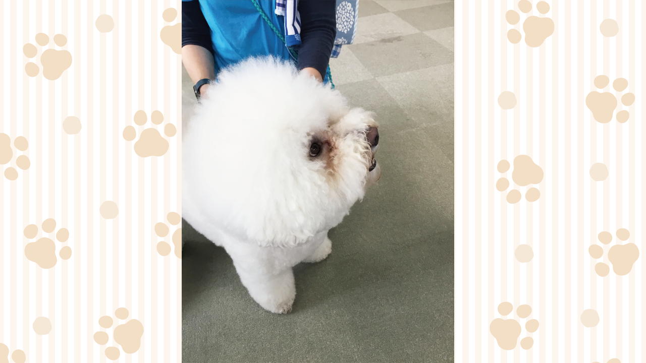 犬の画像2
